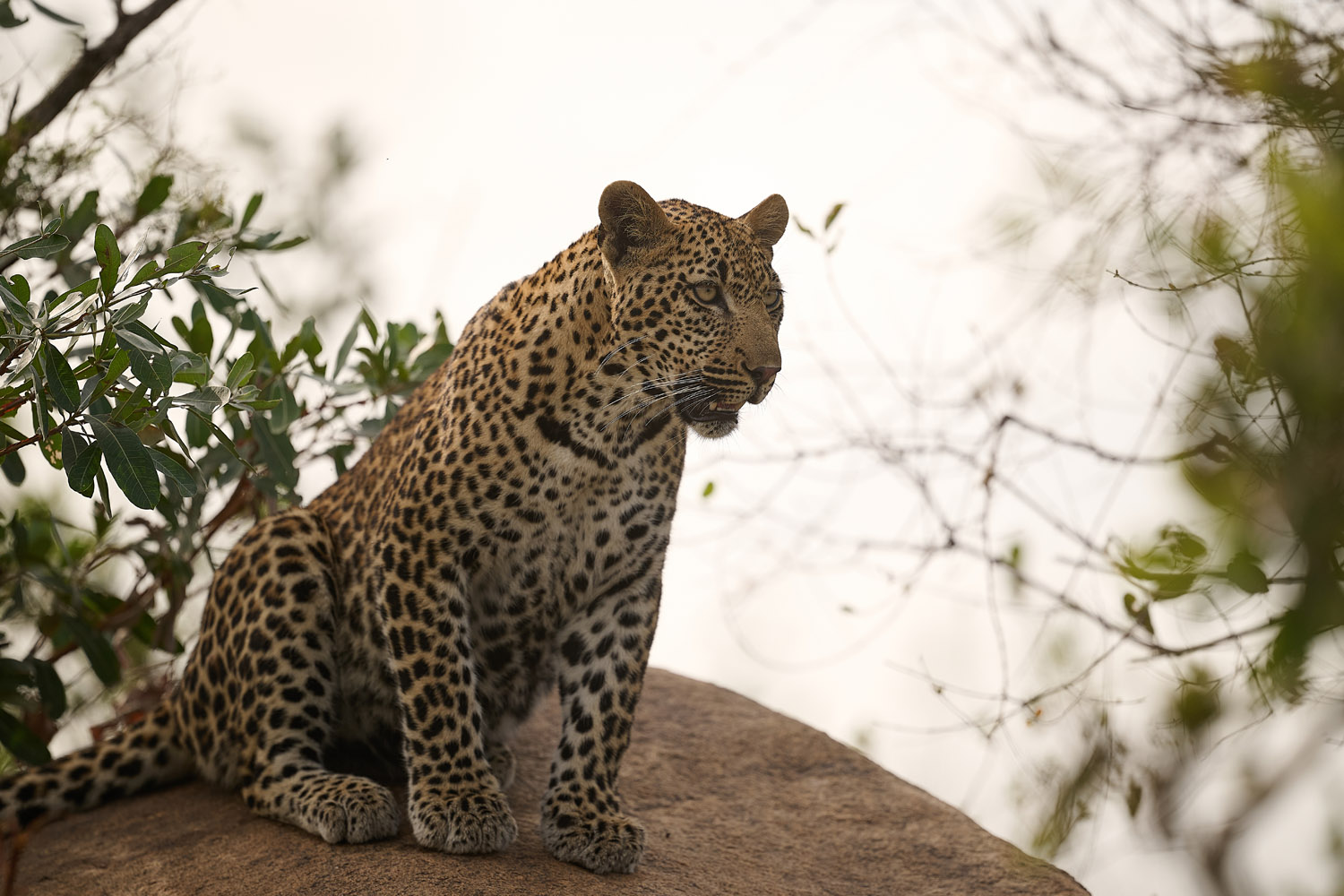 LEOPARD