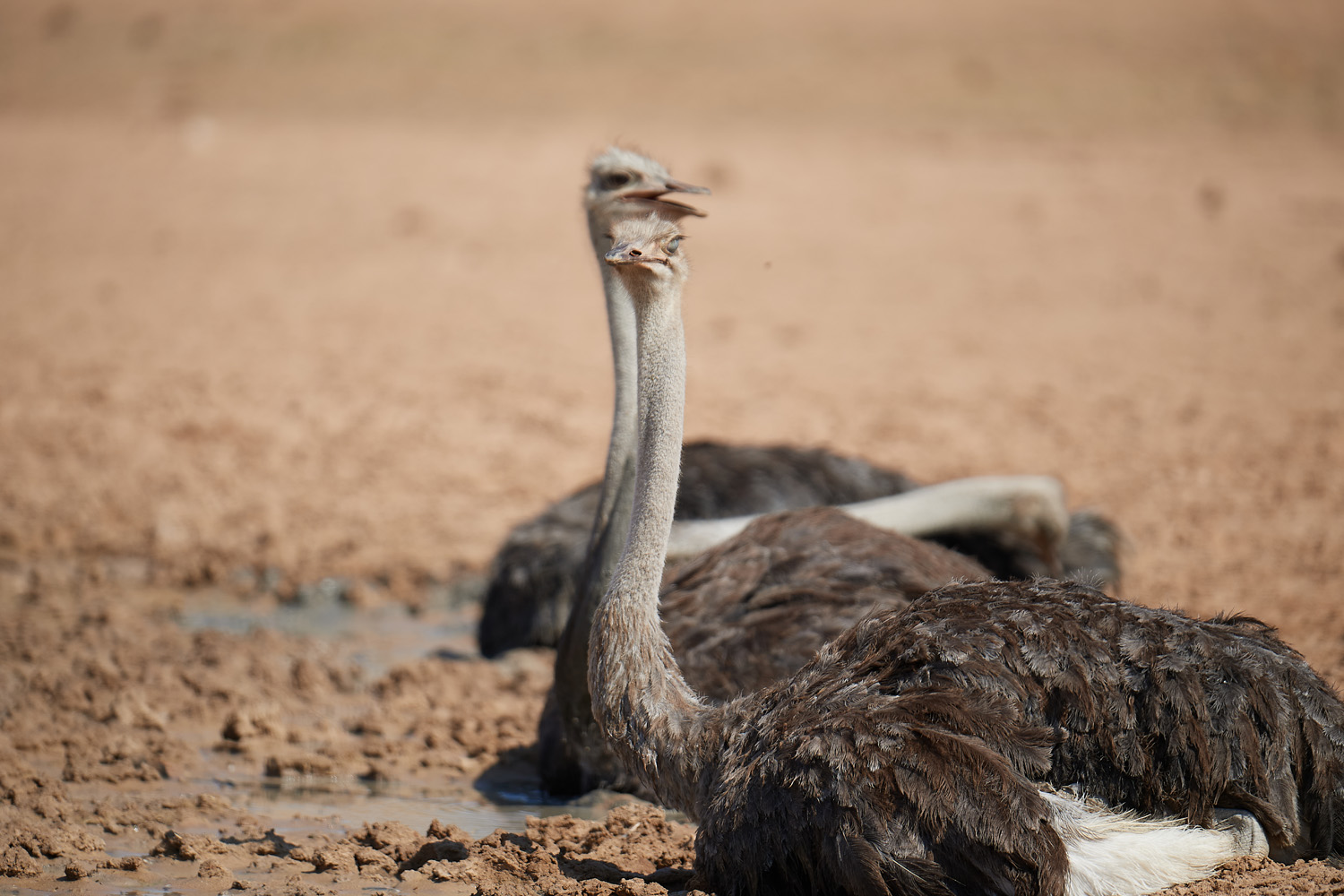 STRAUSS – OSTRICH