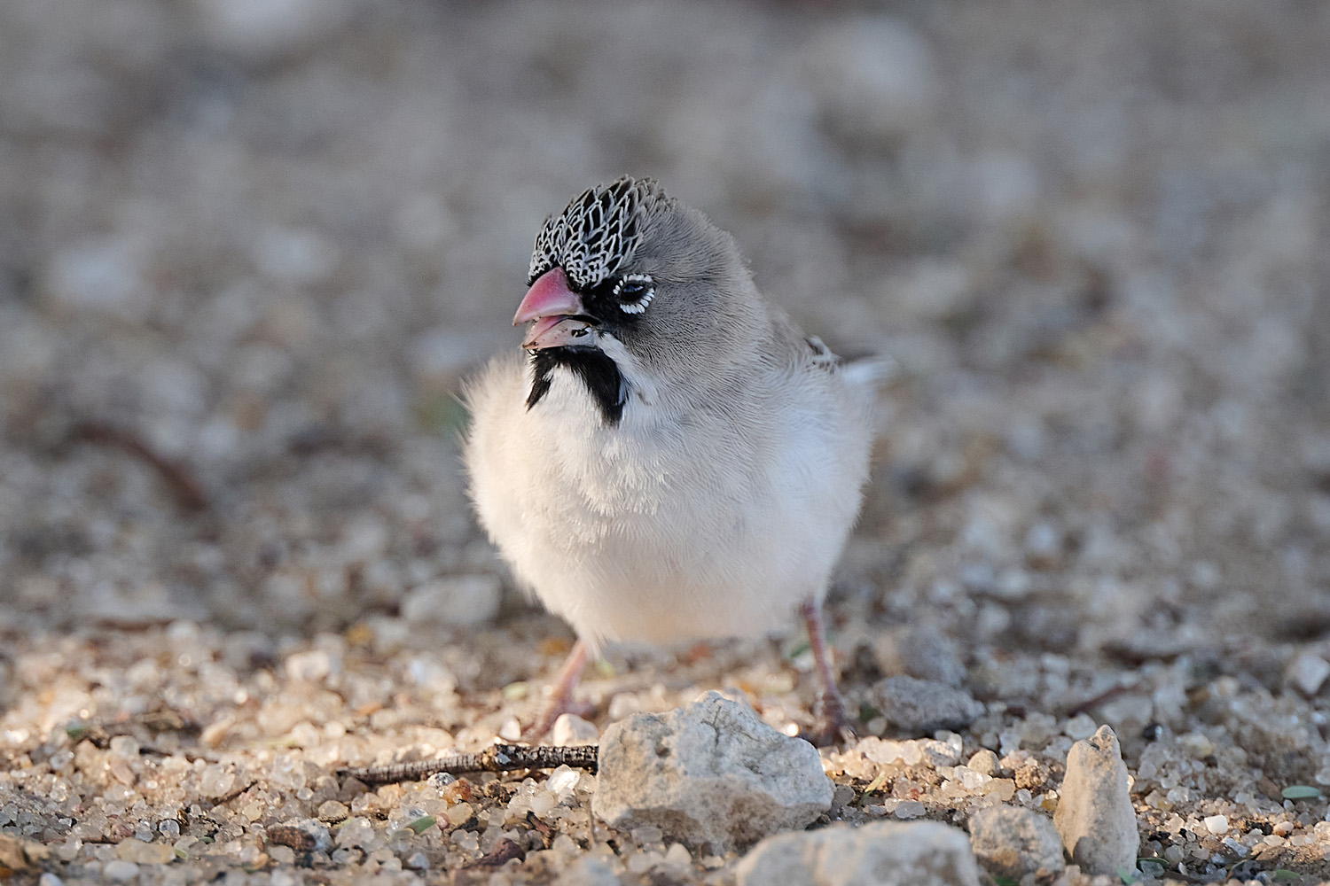 BARTWEBER – SCALY-FEATHERED WEAVER