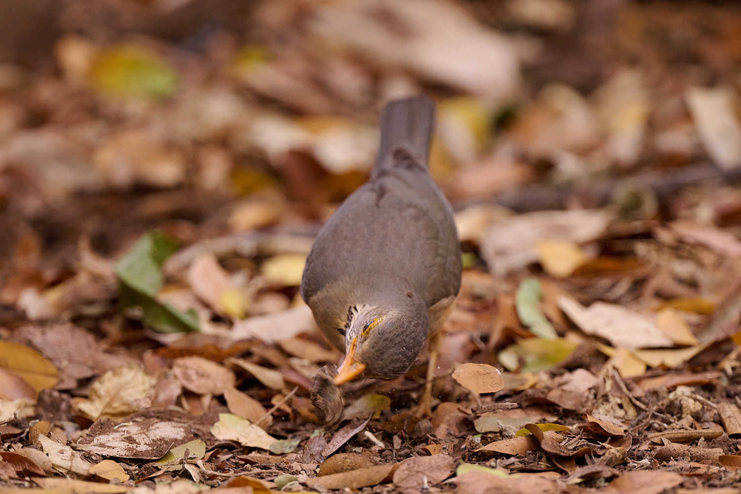 KAPDROSSEL - OLIVE THRUSH