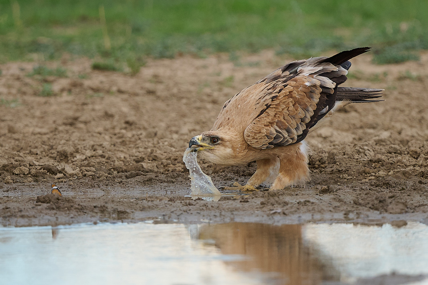 RAUBADLER  - TAWNY EAGLE
