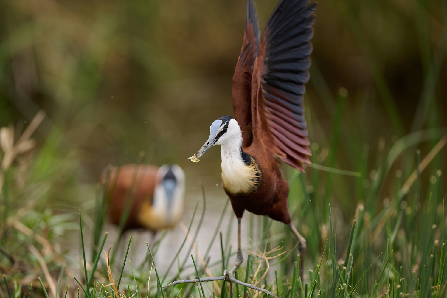 BLAUSTIRN-BLATTHÜHNCHEN – AFRICAN JACANA