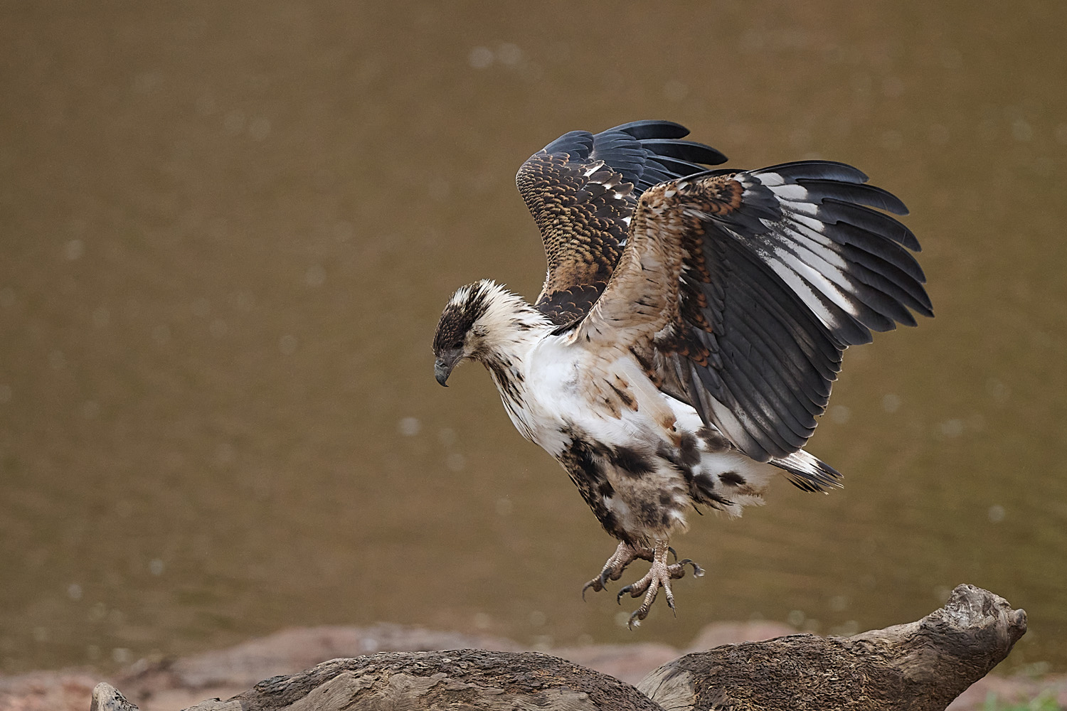 SCHREISEEADLER - AFRICAN FISH EAGLE