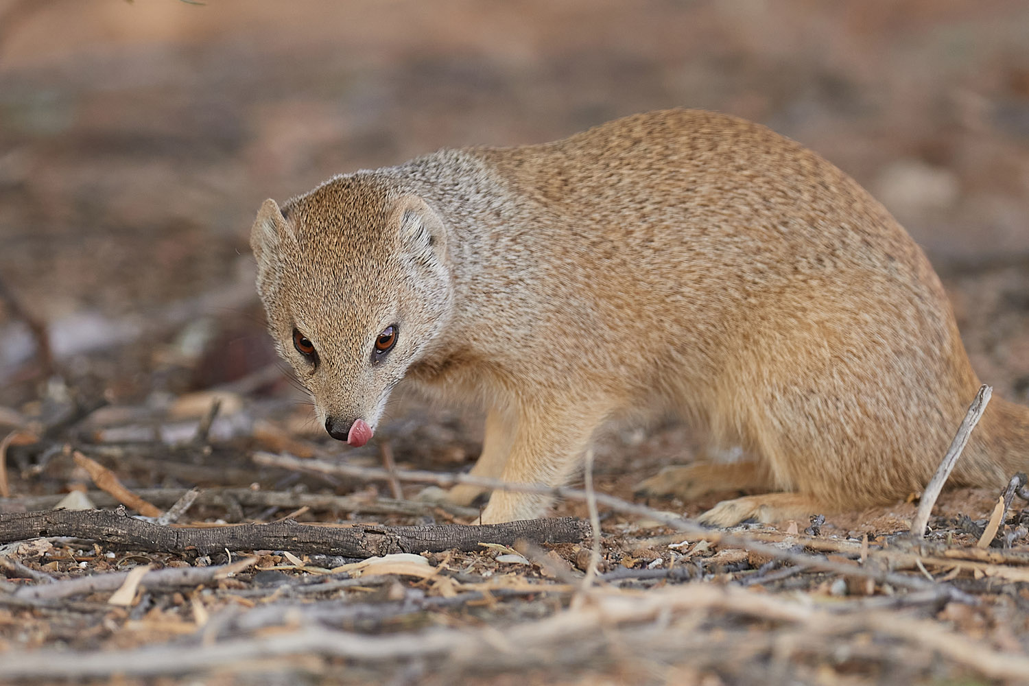 FUCHSMANGUSTE – YELLOW MONGOOSE