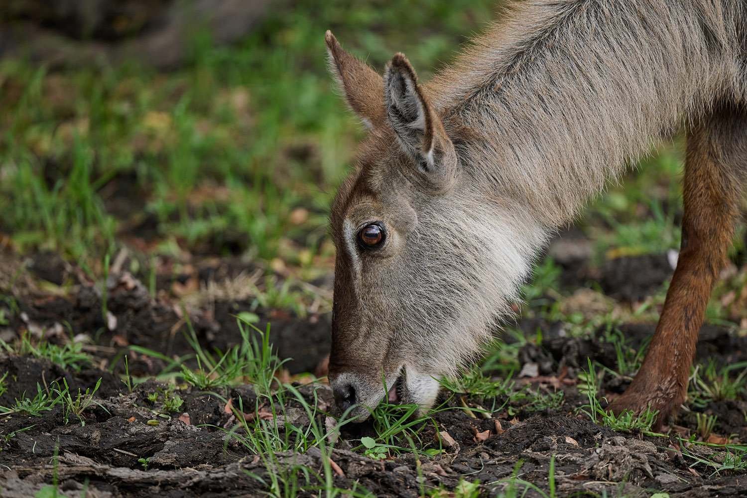 WASSERBOCK - WATERBUCK