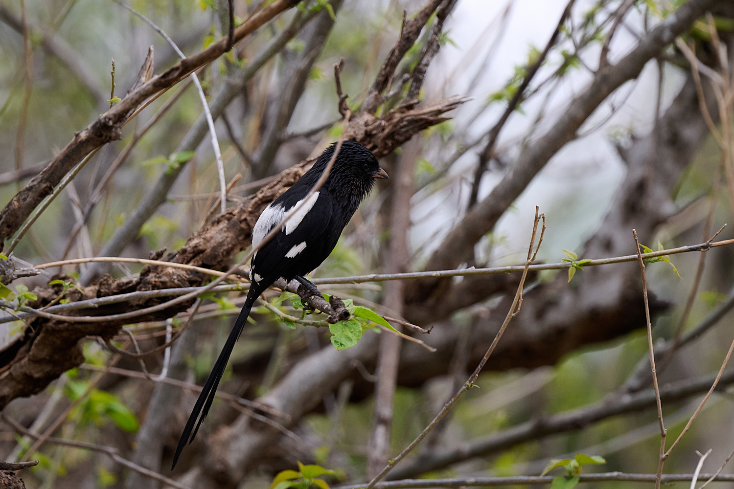 ELSTERWÜRGER - MAGPIE SHRIKE