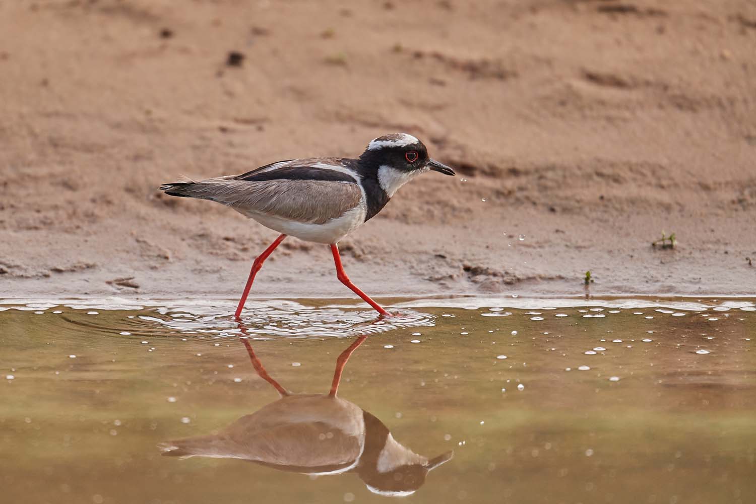 CAYENNEKIEBITZ – PIED LAPWING