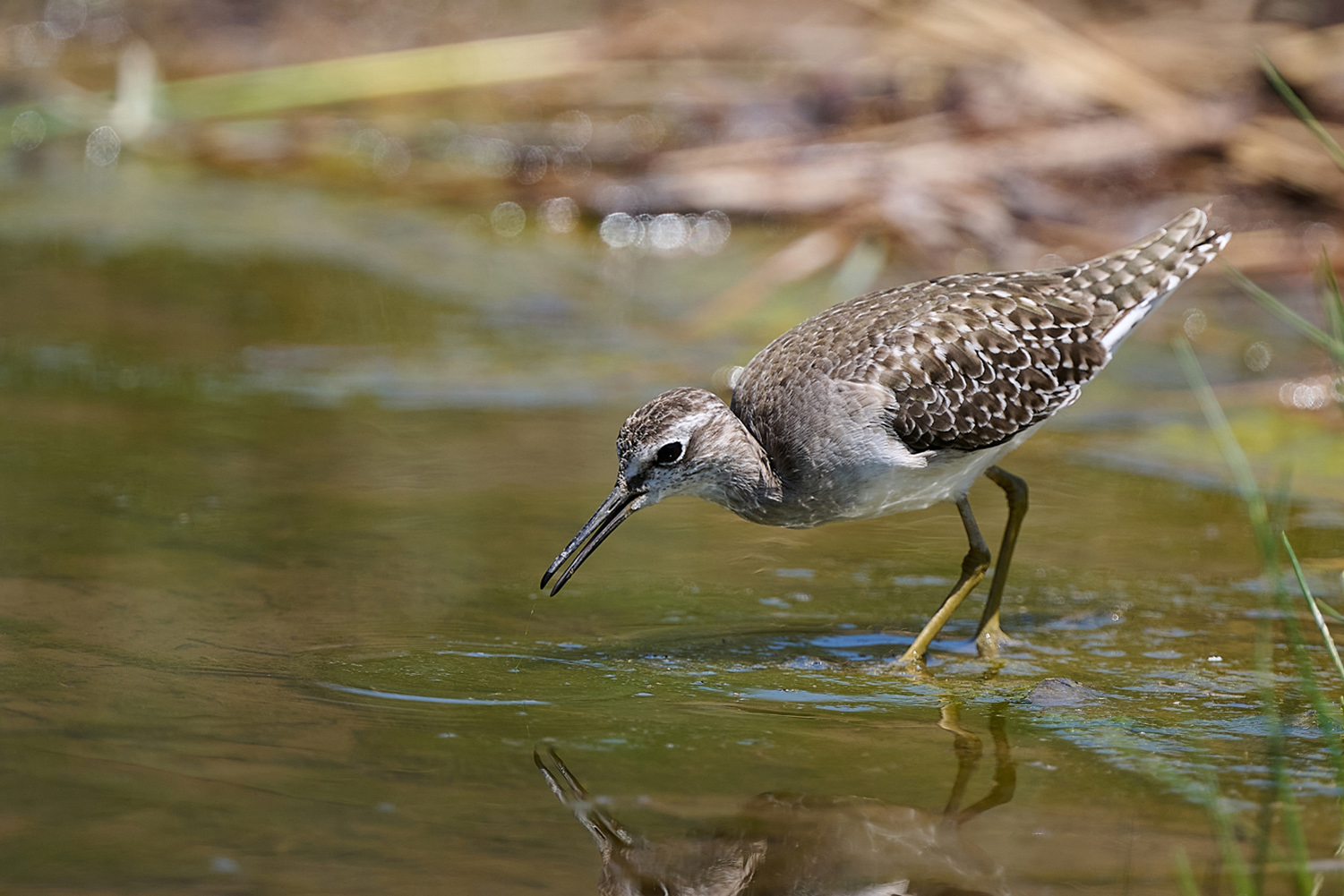 BRUCHWASSERLÄUFER – WOOD SANDPIPER