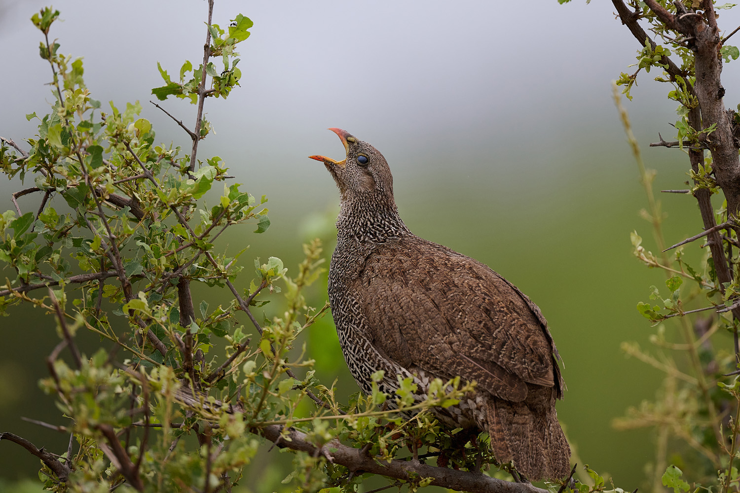 NATALFRANKOLIN – NATAL SPURFOWL