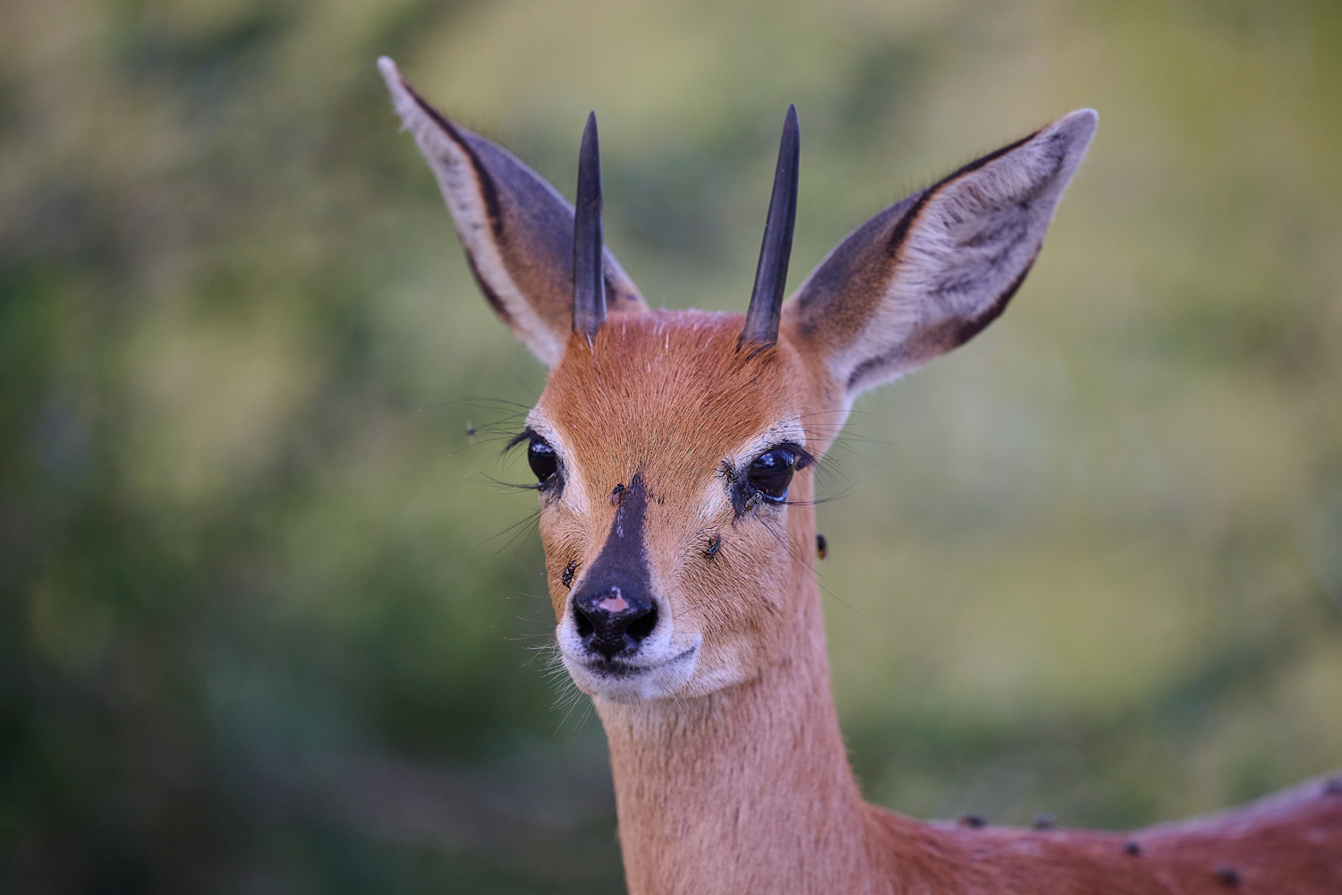 STEINBÖCKCHEN – STEENBOK