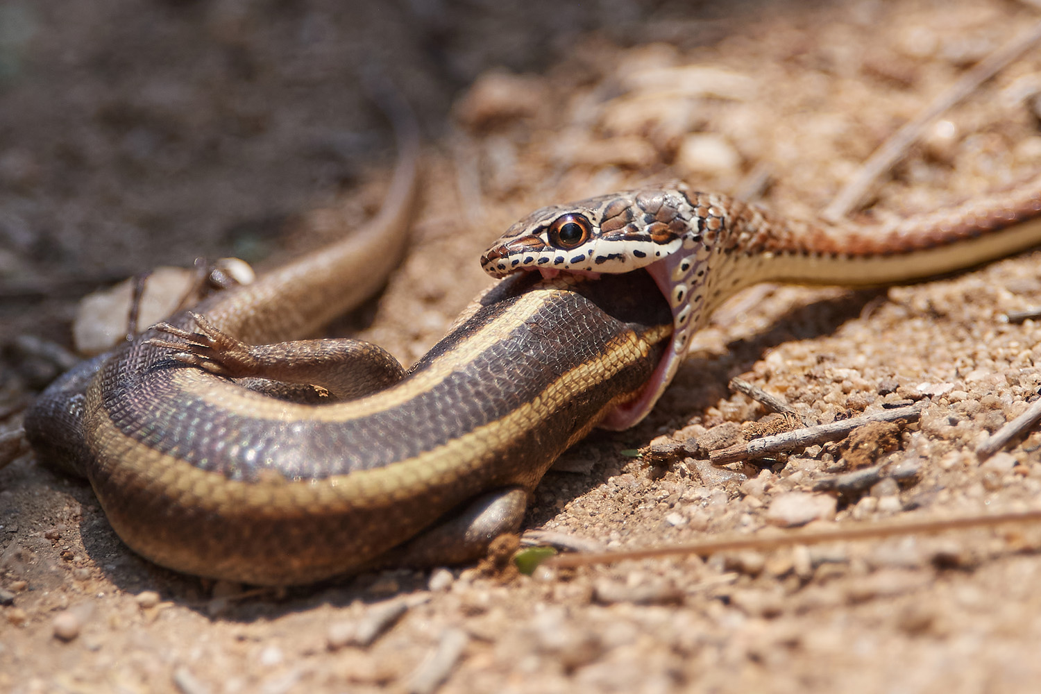 ERZSPITZNATTER mit Streifenskink – VINE SNAKE