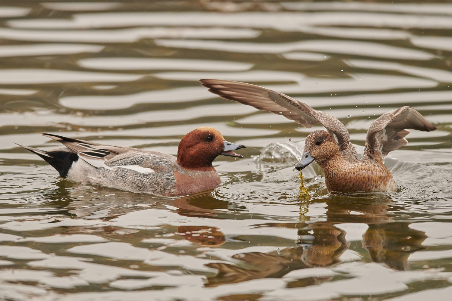 PFEIFENTE - WIGEON