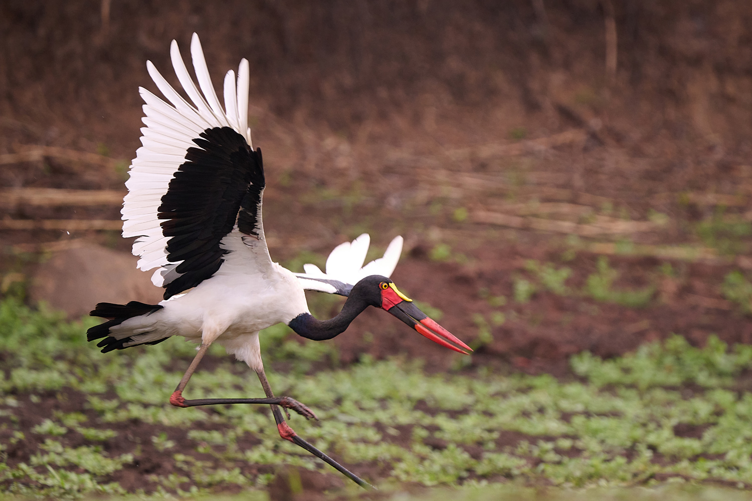SATTELSTORCH - SADDLE-BILLED STORCK