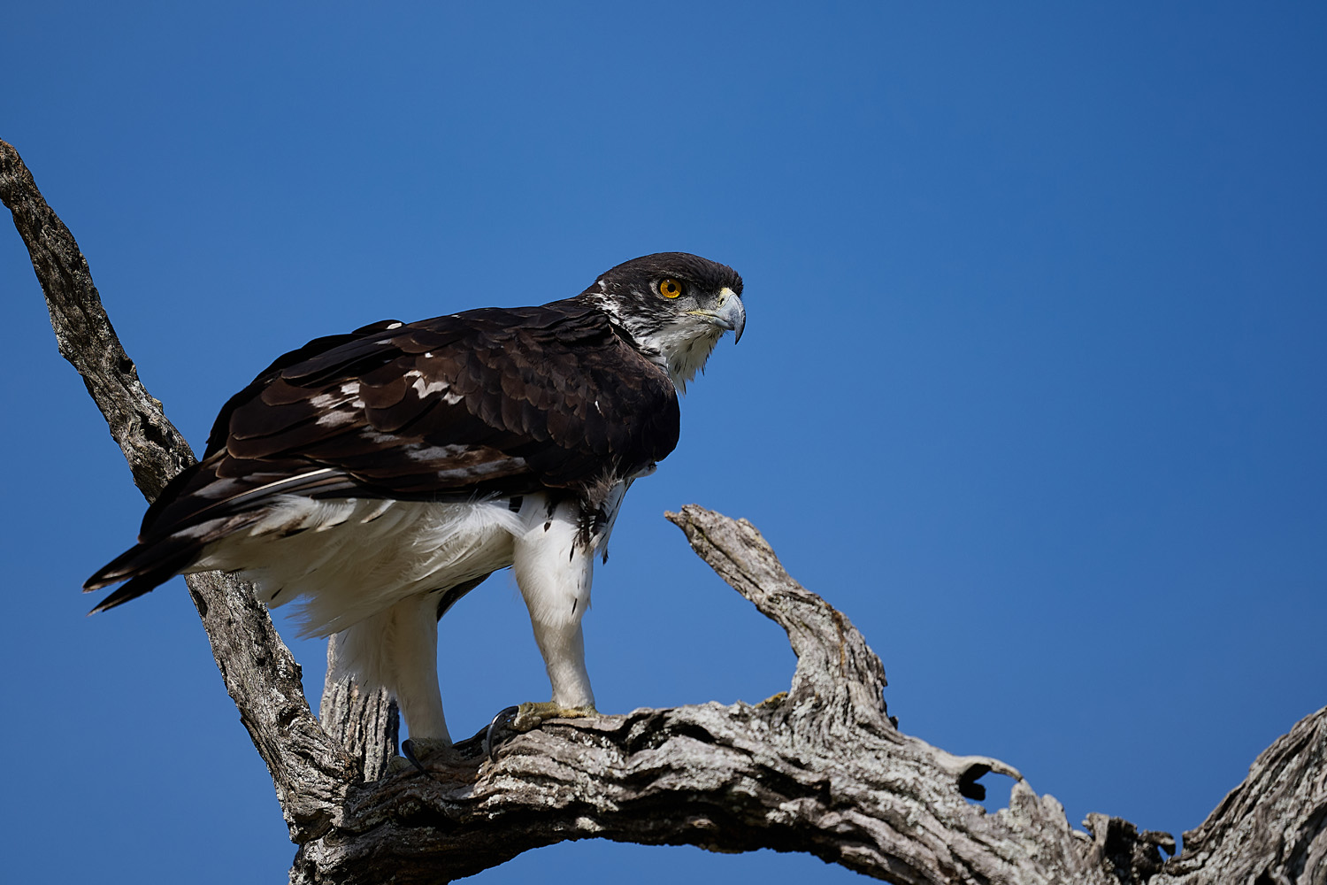 AFRIKANISCHER HABICHTSADLER - AFRICAN HAWK-EAGLE