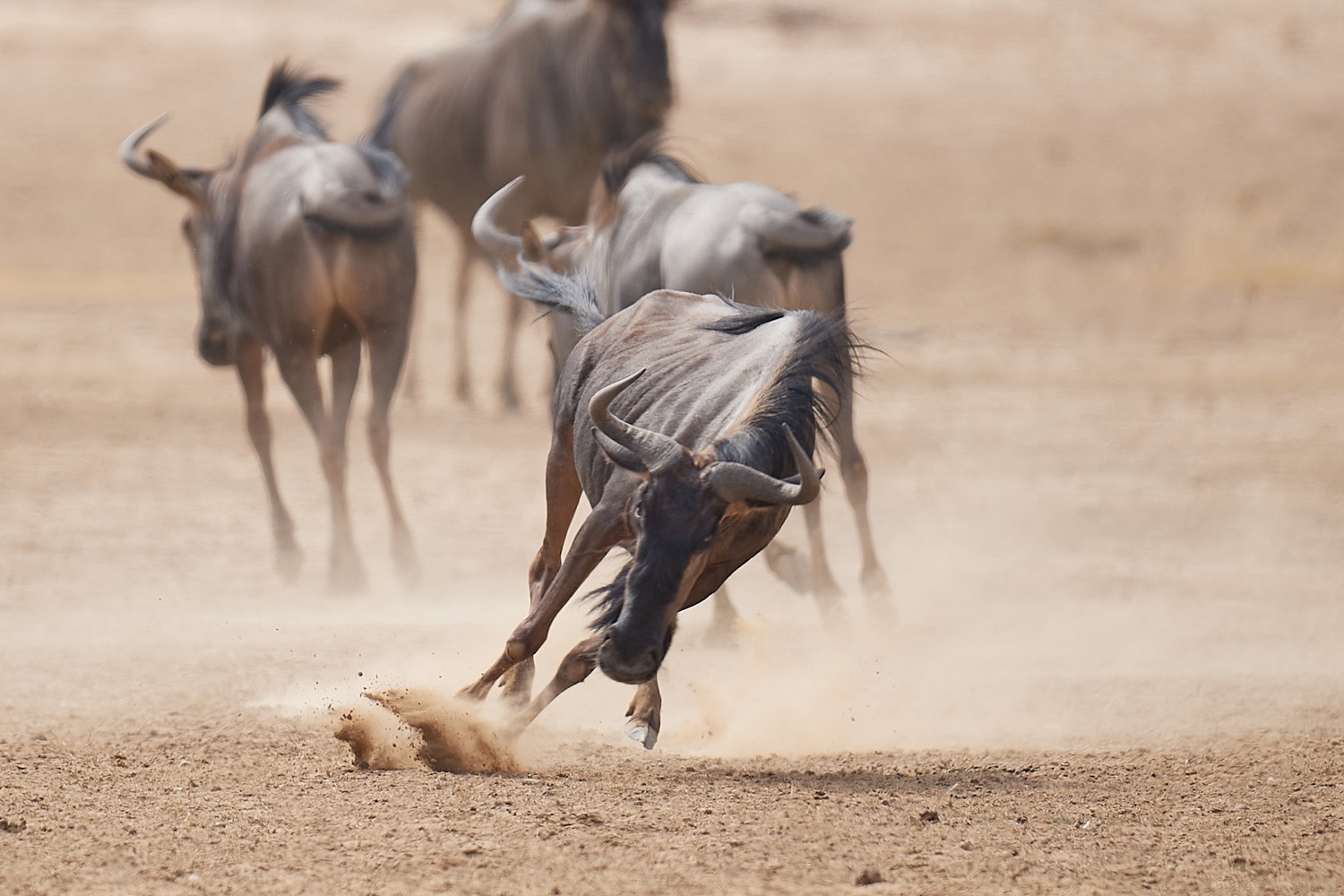 GNU – WILDEBEEST