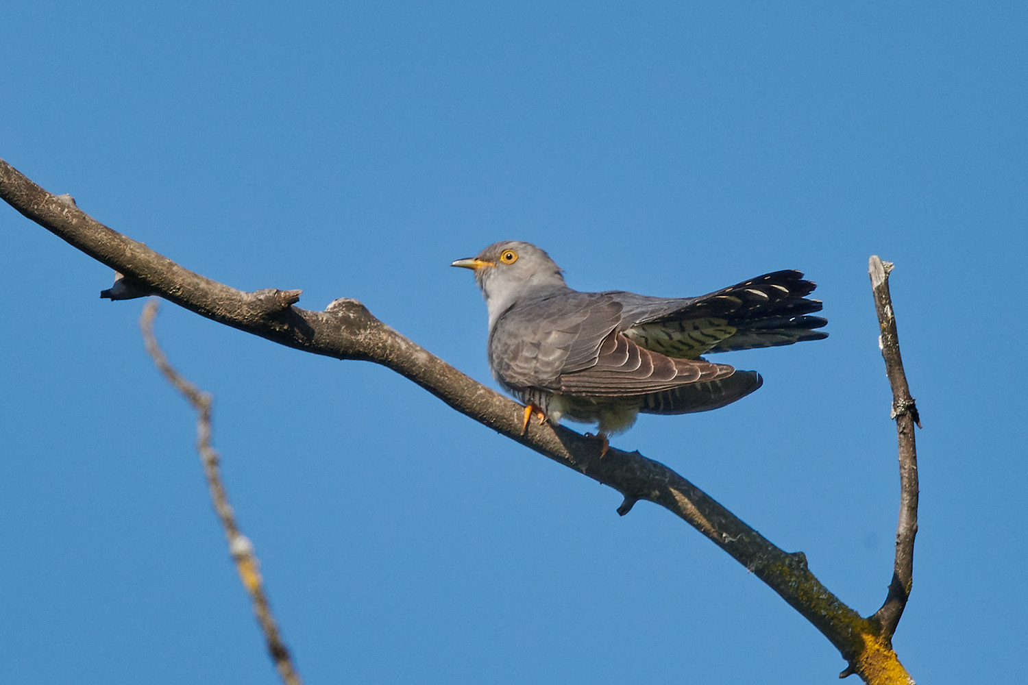 KUCKUCK -CUCKOO