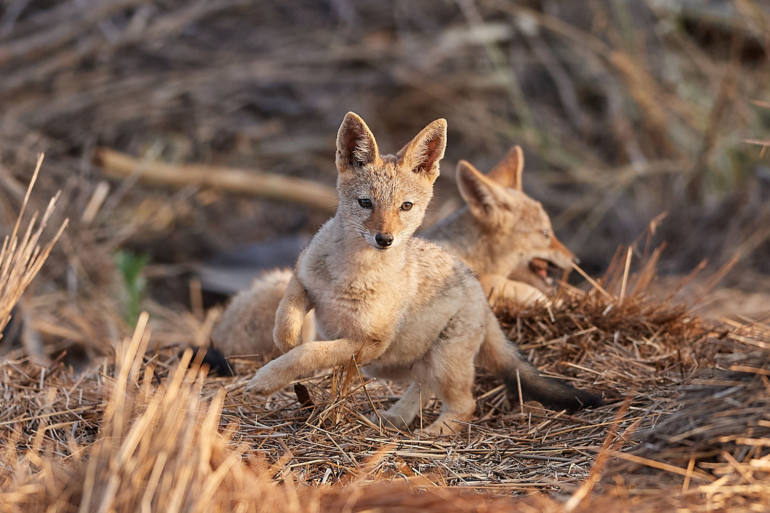 SCHABRACKENSCHAKAL - BLACK-BACKED JACKAL