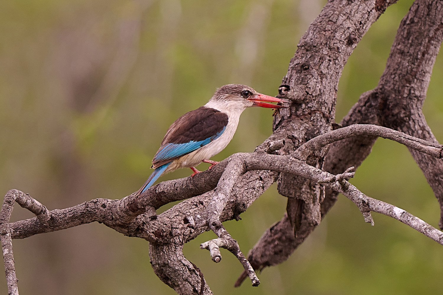 BRAUNKOPFLIEST - BROWN-HOODED KINGFISHER
