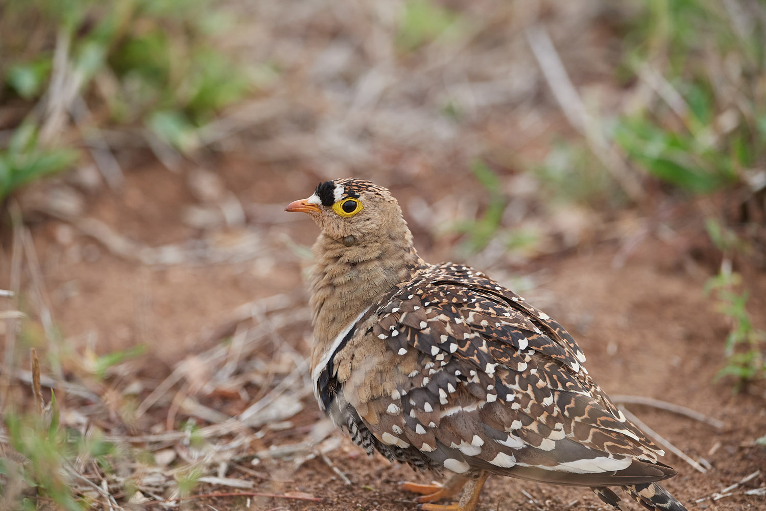 NACHTFLUGHUHN – DOUBLE-BANDED SANDGROUSE