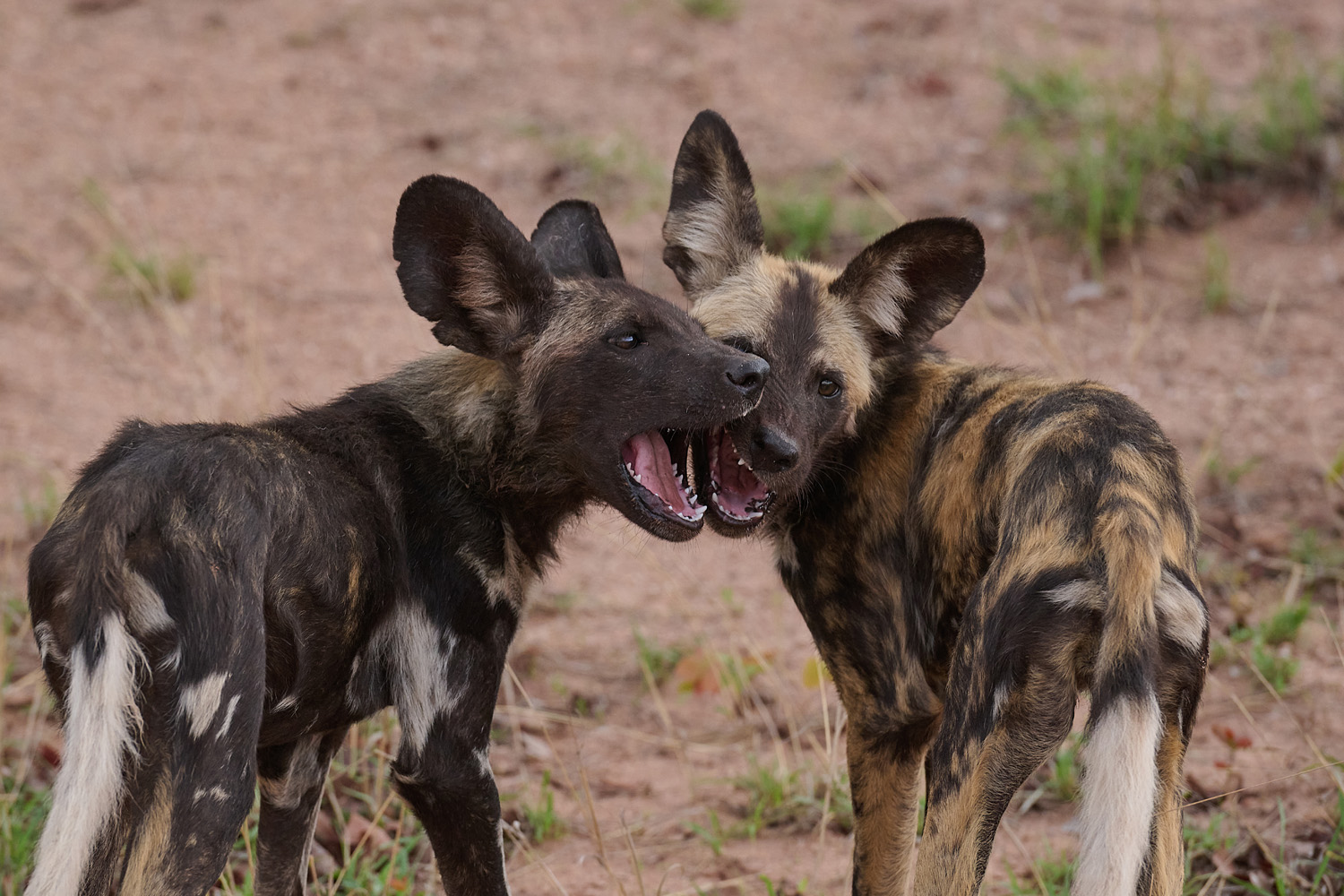 WILDHUND - WILD DOG