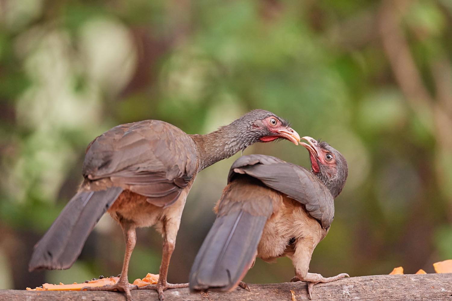 CHACOGUAN – CHACO CHACHALACA