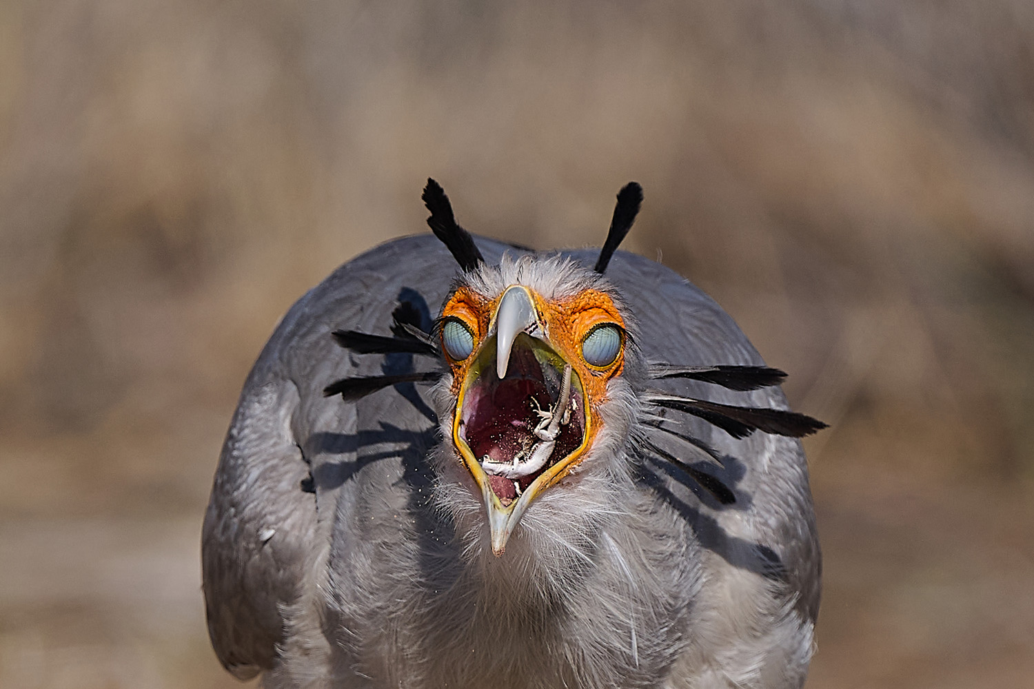 SEKRETÄR - SECRETARYBIRD