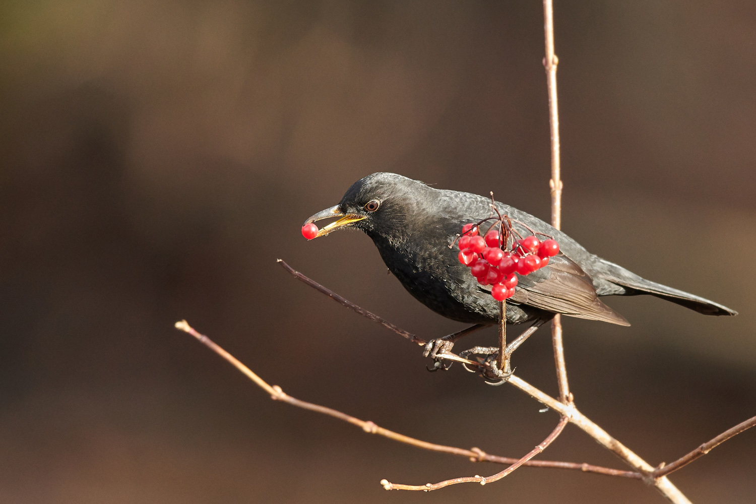 AMSEL - MERL