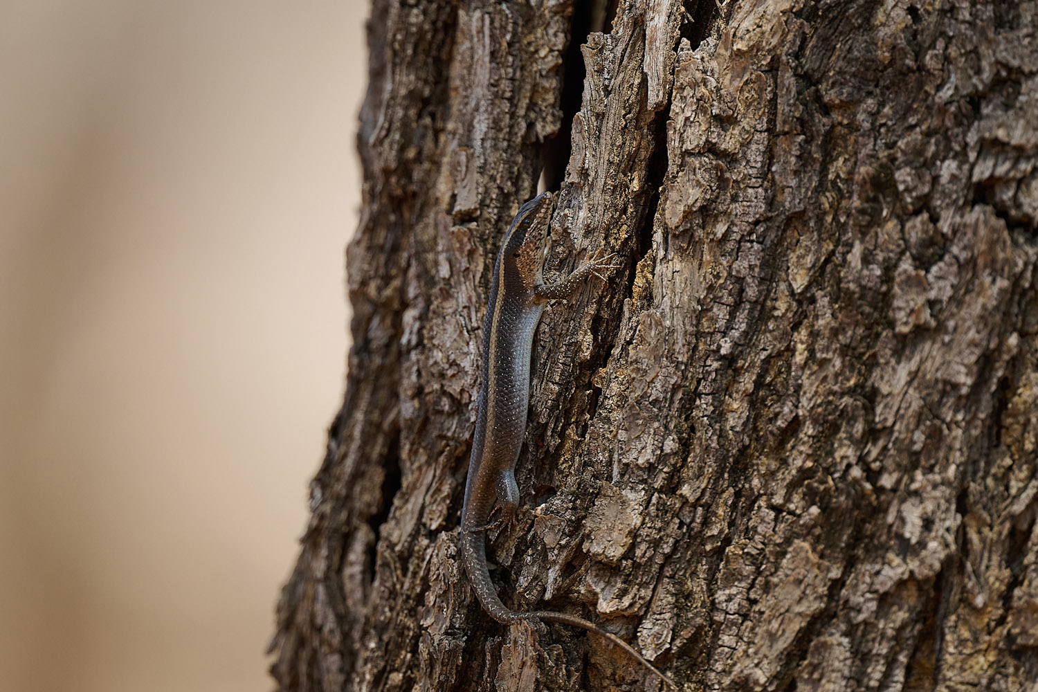STREIFENSKINK - STRIPED SKINK