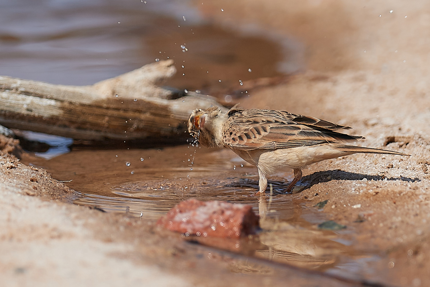 WEISSWANGENLERCHE – CHESTNUT-BACKED SPARROW-LARK