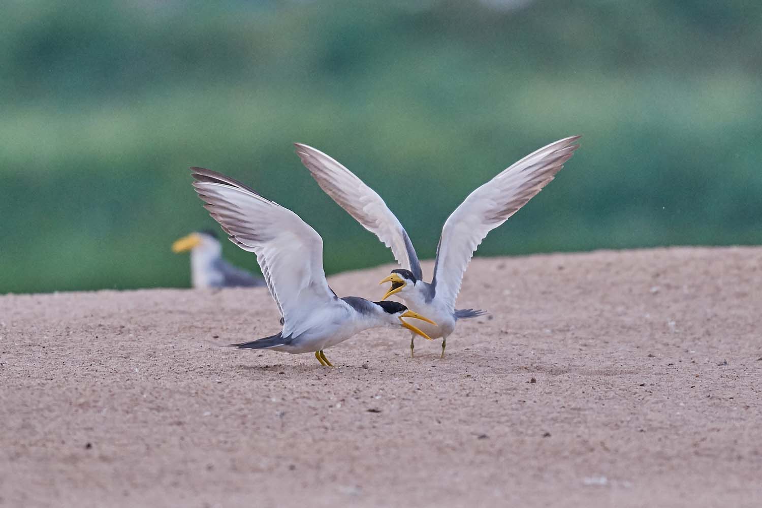 GROSSSCHNABEL-SEESCHWALBE – LARGE-BILLED TERN