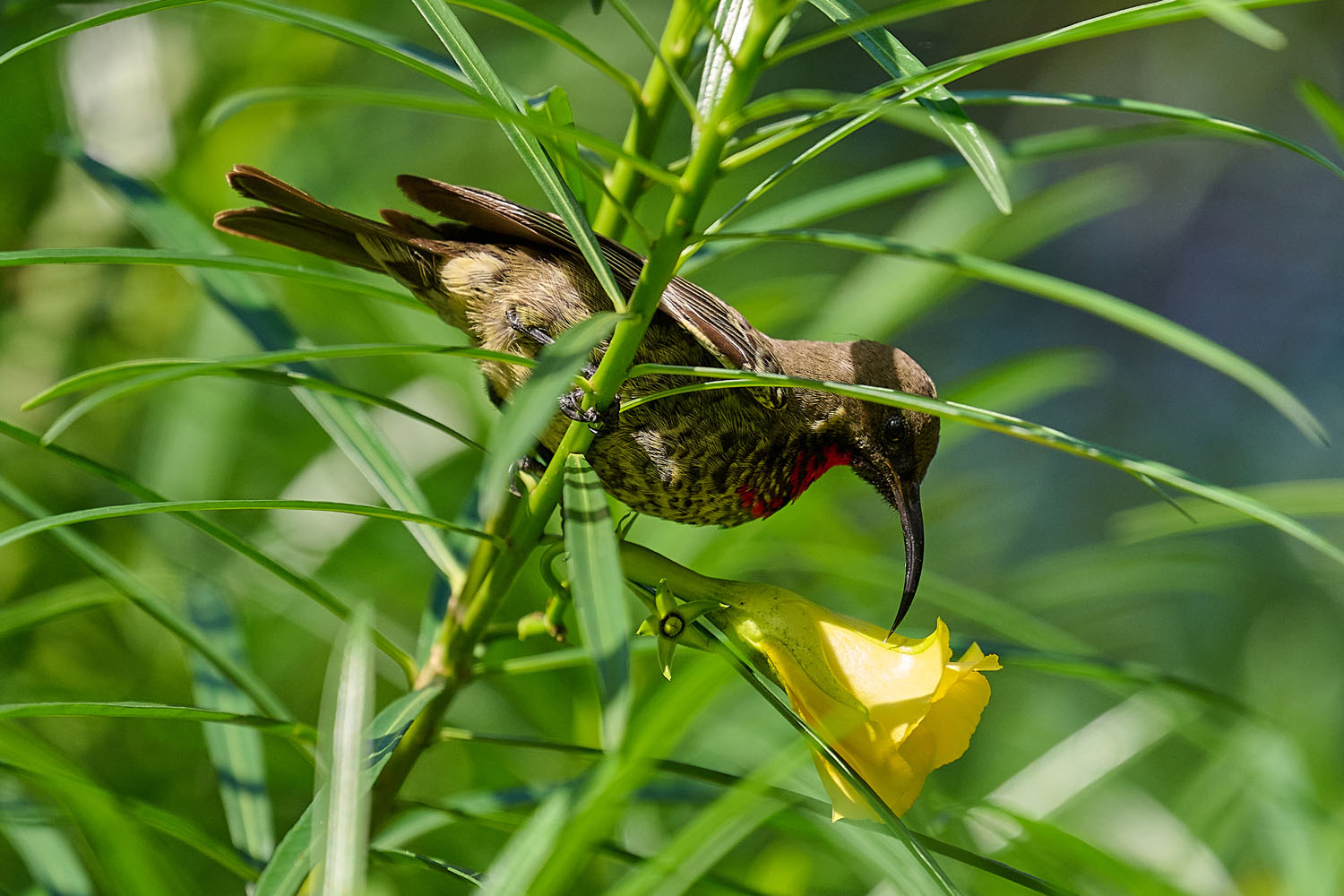 ROTBRUSTGLANZKÖPFCHEN – SCARLET-CHESTED SUNBIRD