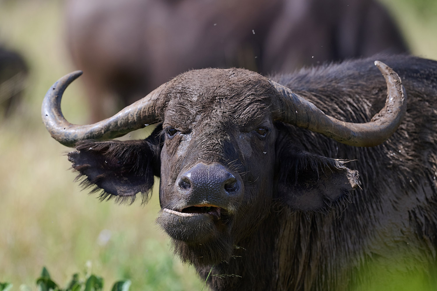 KAPBÜFFEL - CAPE BUFFALO