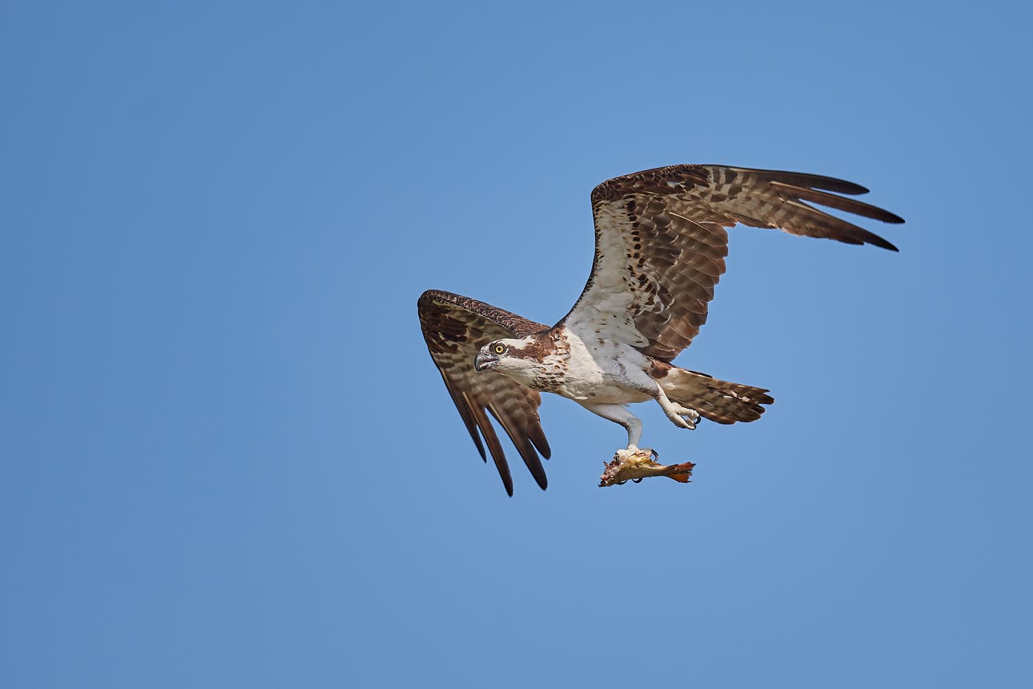 FISCHADLER – OSPREY
