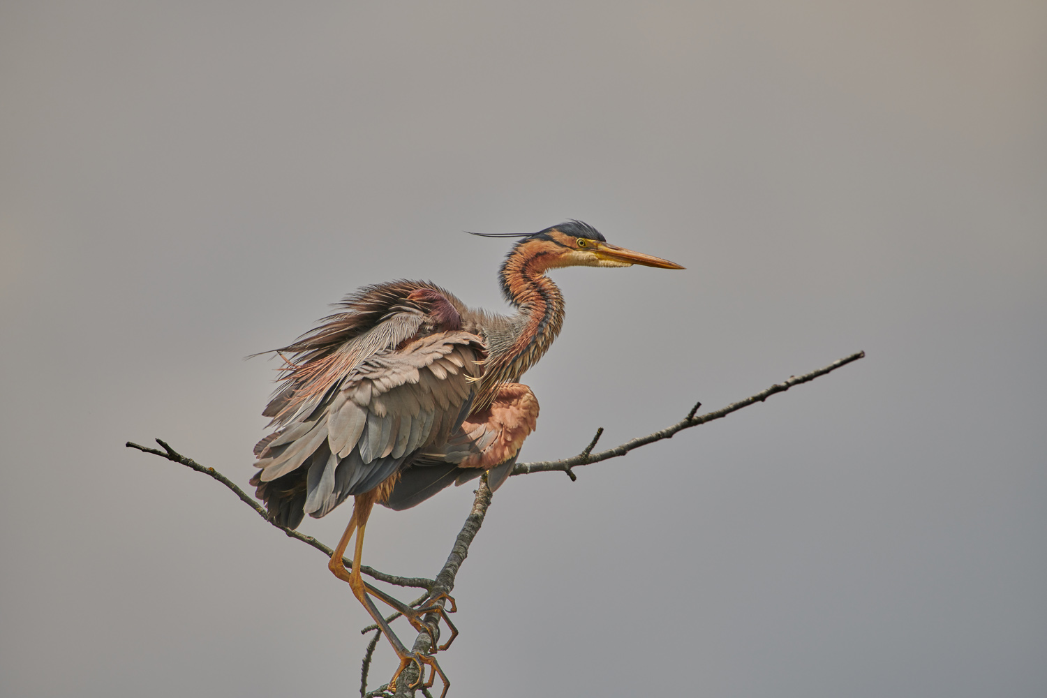 PURPURREIHER – PURPLE HERON