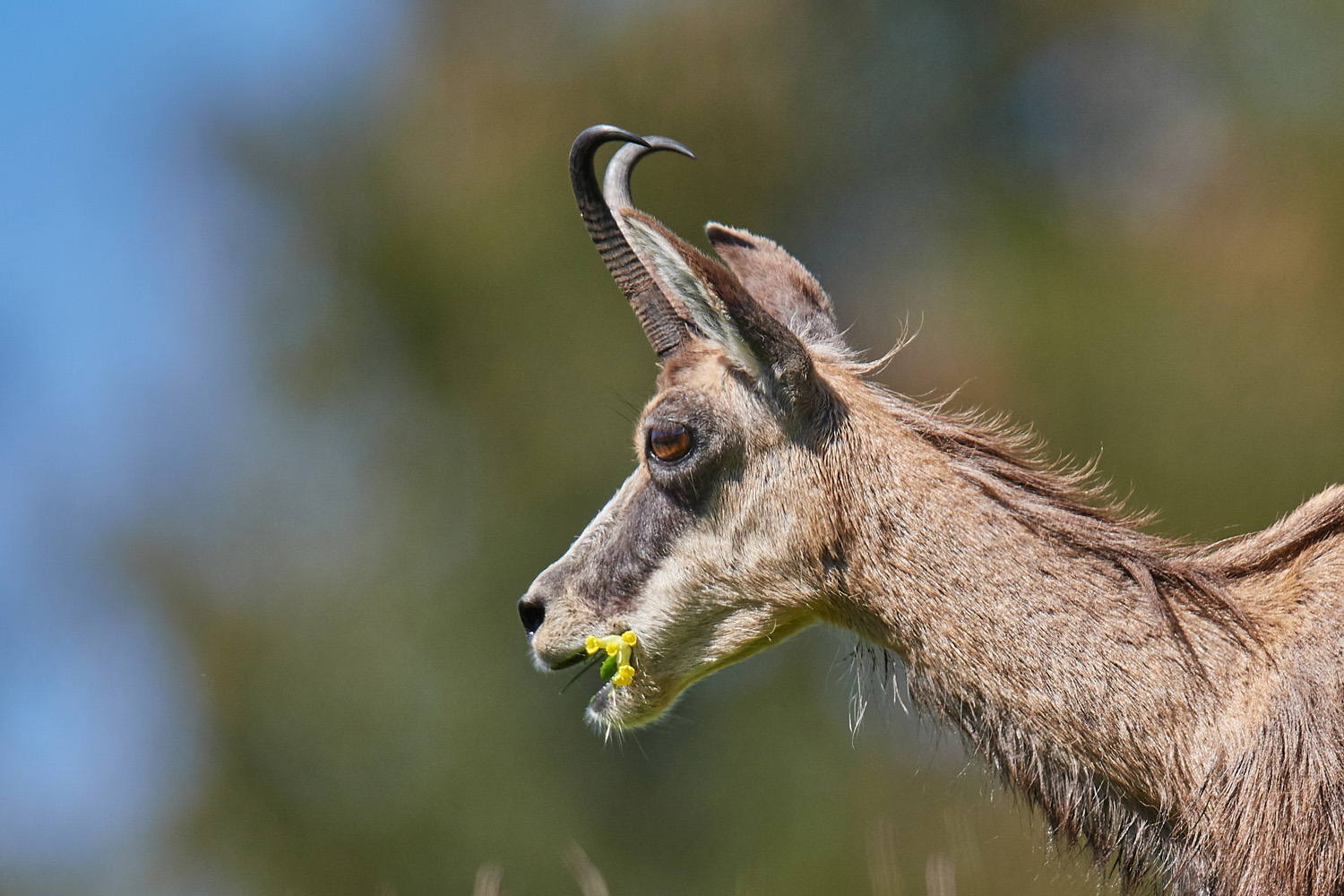 GÄMSE - CHAMOIS