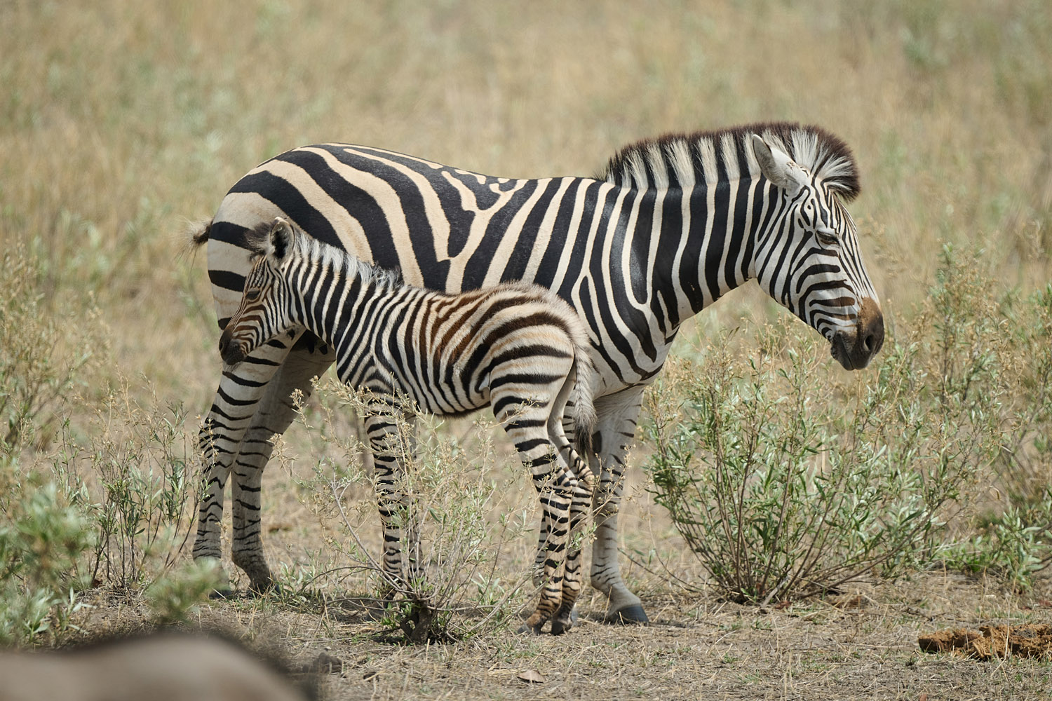 ZEBRA
