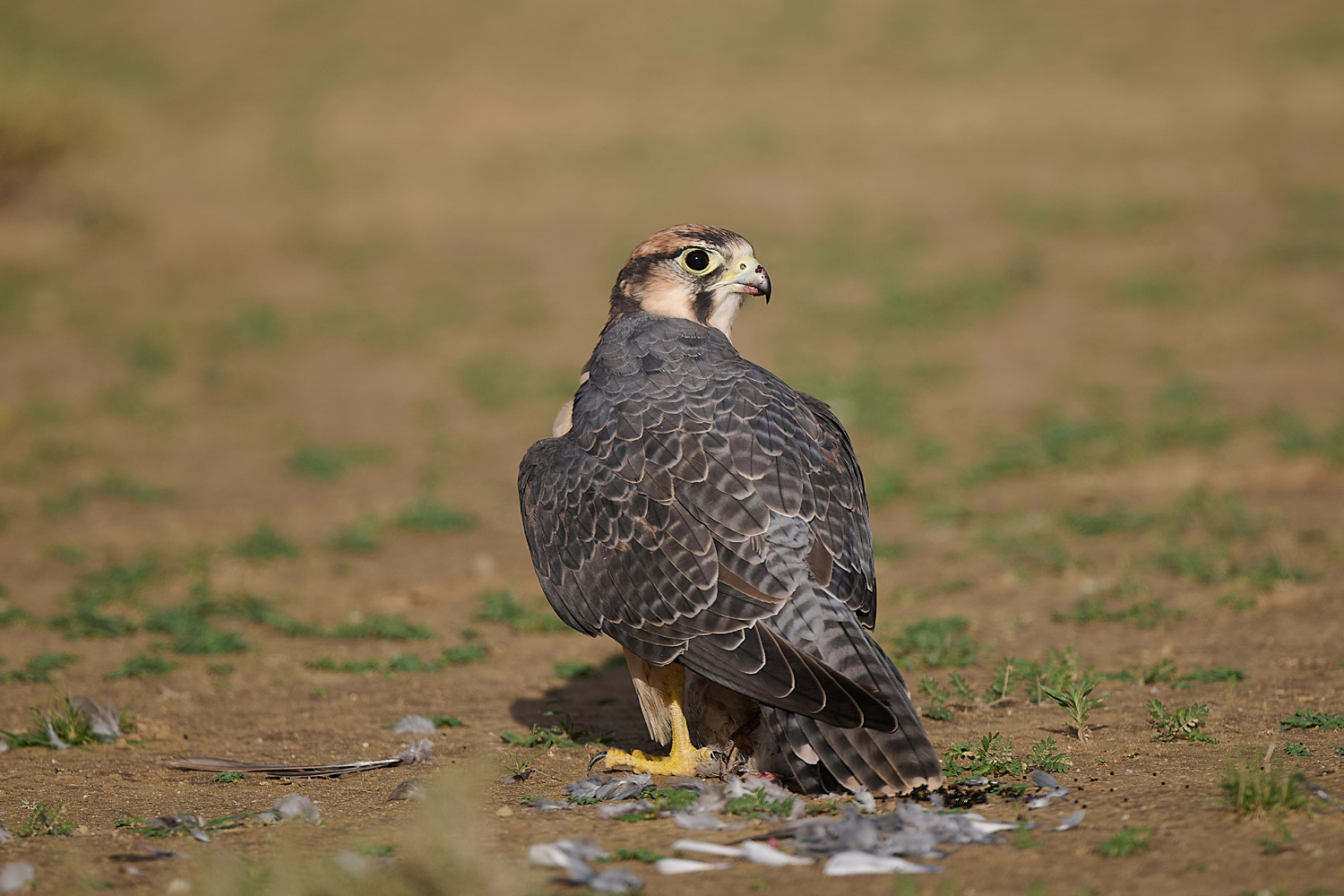 LANNERFALKE – LANNER FALCON