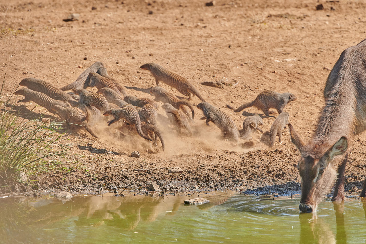 STREIFENMANGUSTE - BANDED MONGOOSE