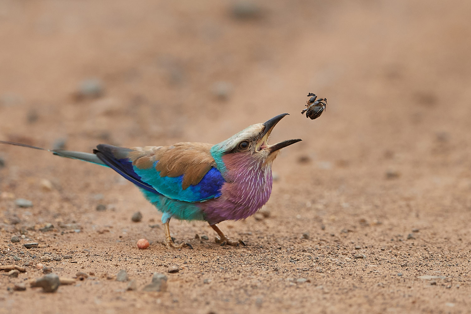 GABELRACKE - LILAC-BREASTED ROLLER