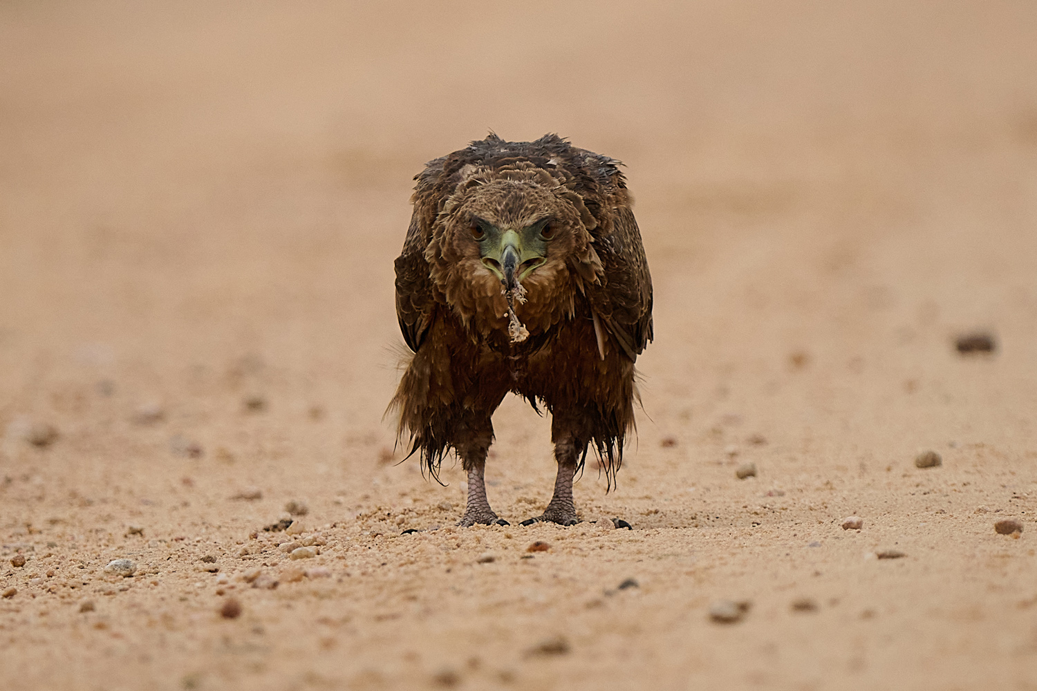GAUKLER – BATELEUR