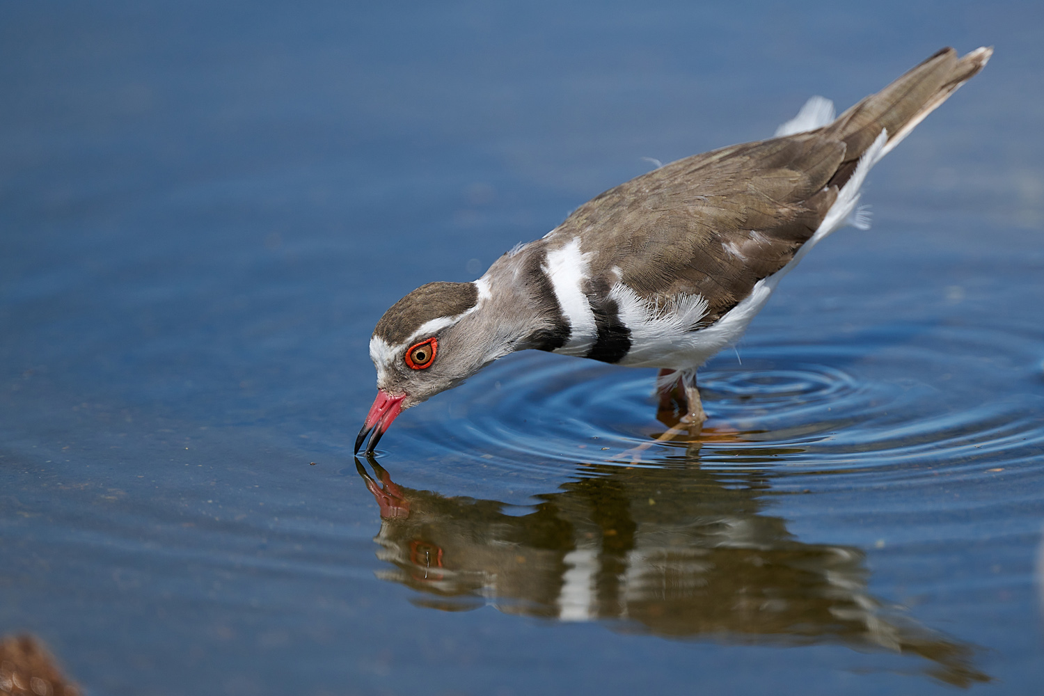 DREIBANDREGENPFEIFER - THREE-BANDED PLOVER