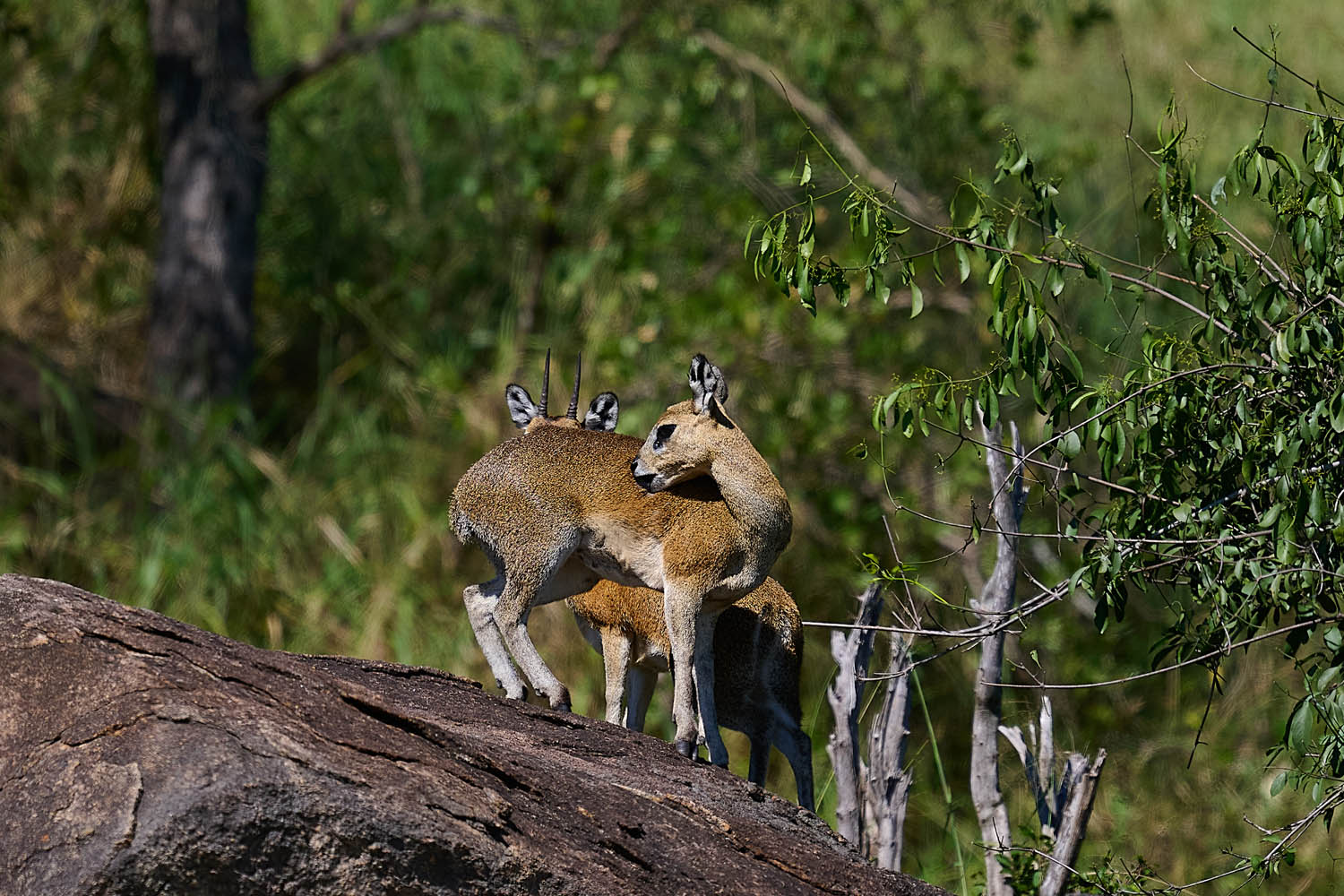 KLIPPSPRINGER - KLIPSPRINGER