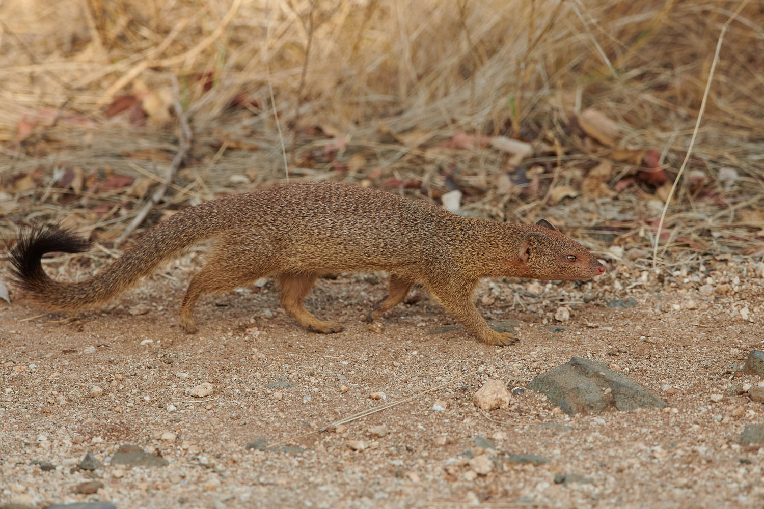 SCHLANKMANGUSTE - SLENDER MONGOOSE