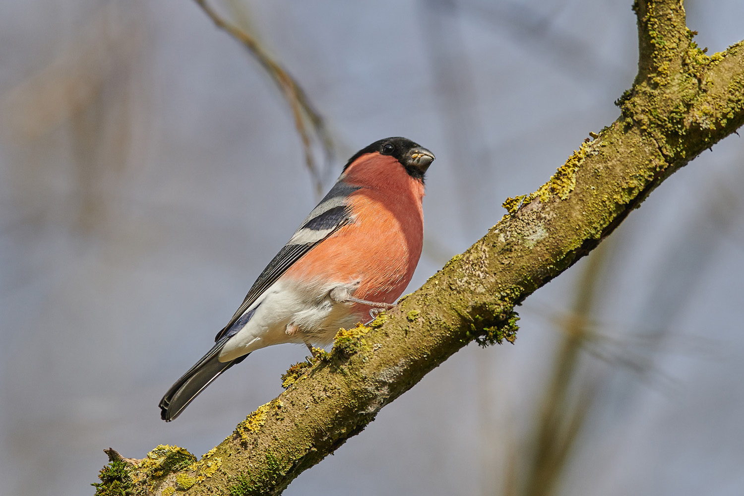 GIMPEL, DOMPFAFF - BULLFINCH