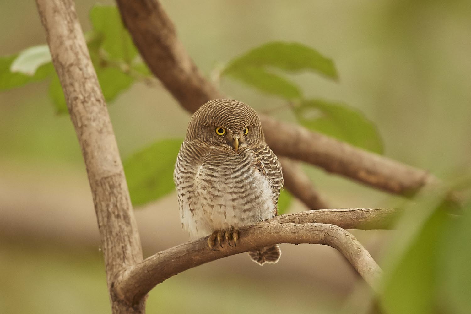 DSCHUNGELKAUZ - JUNGLE OWLET