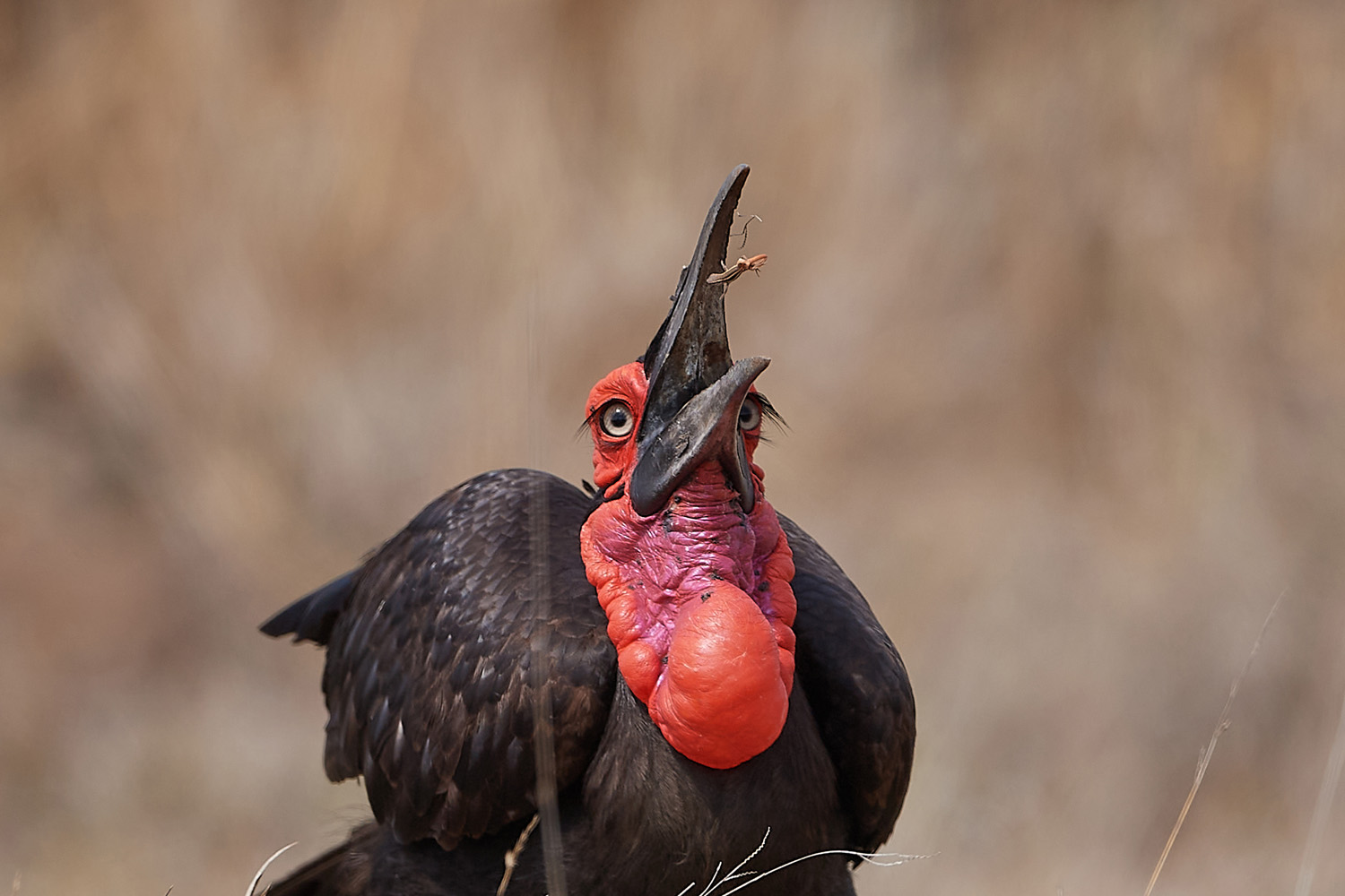 HORNRABE - SOUTHERN GROUND-HORNBILL