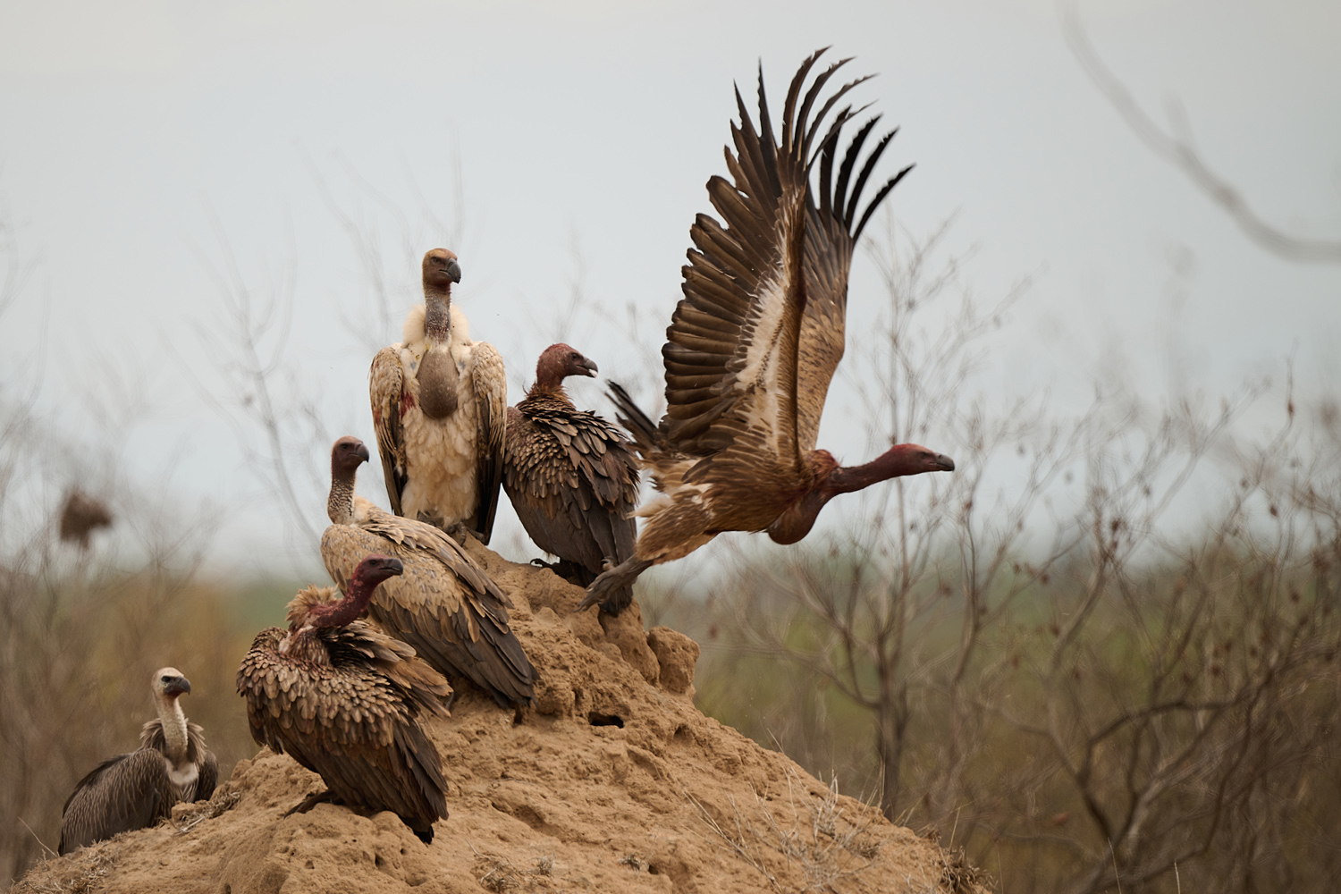 WEISSRÜCKENGEIER - WHITE-BACKED VULTURE