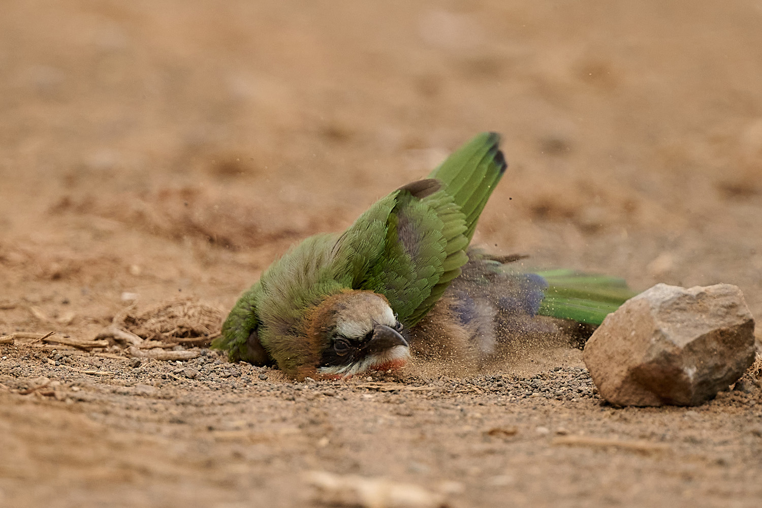 WEISSSTIRNSPINT - WHITE-FRONTED BEE-EATER