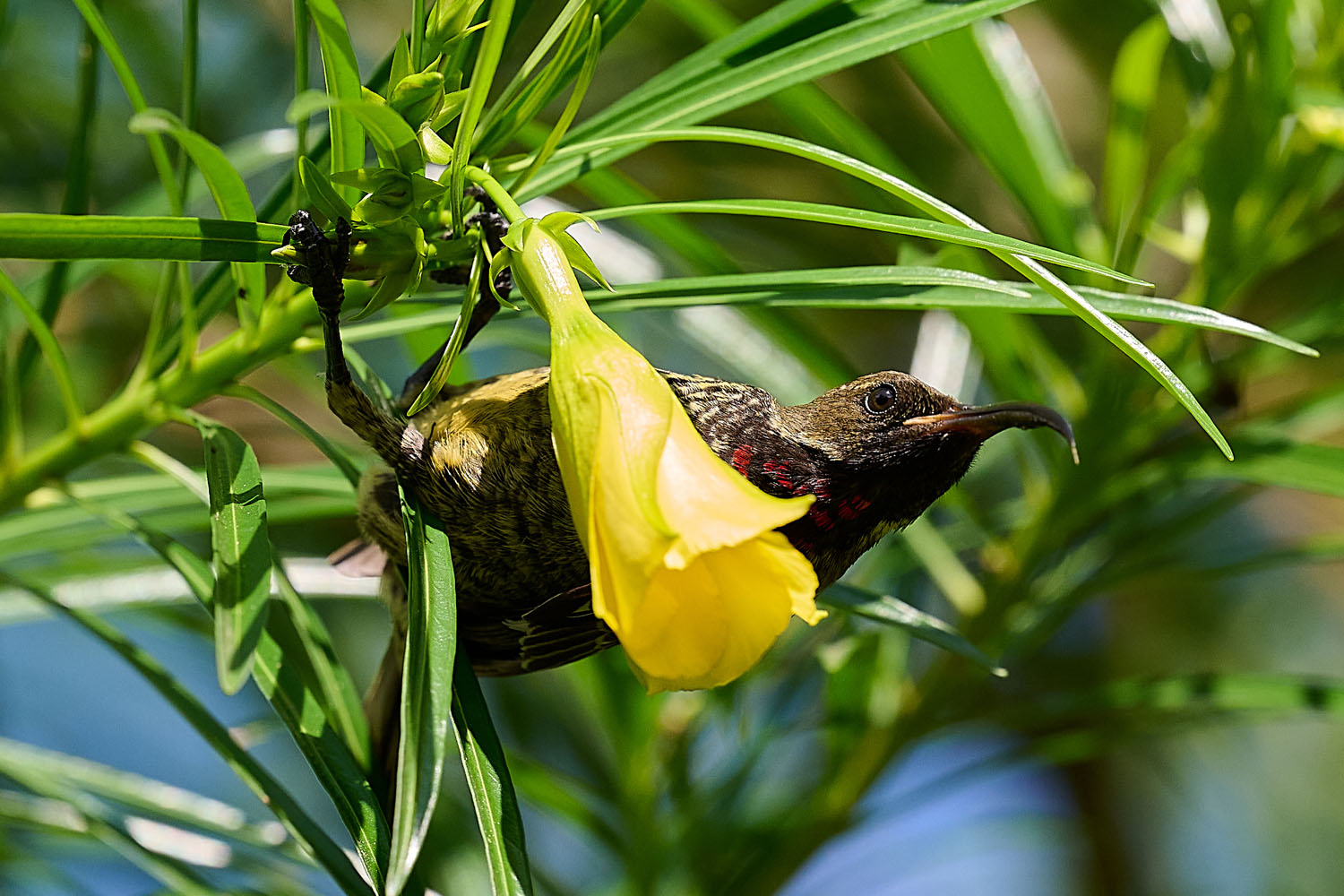 ROTBRUSTGLANZKÖPFCHEN – SCARLET-CHESTED SUNBIRD