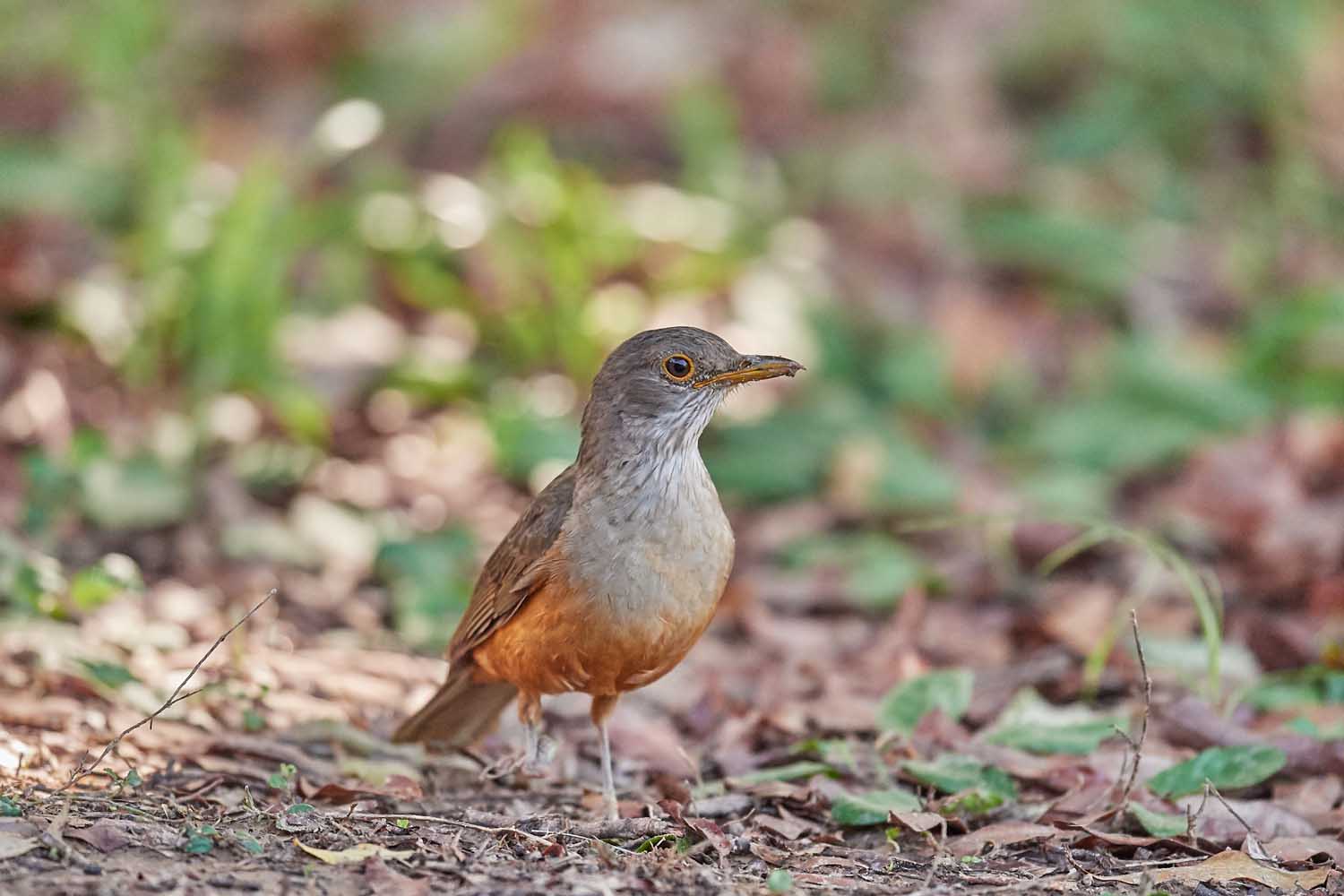 ROTBAUCHDROSSEL – RUFOUS-BELLIED THRUSH